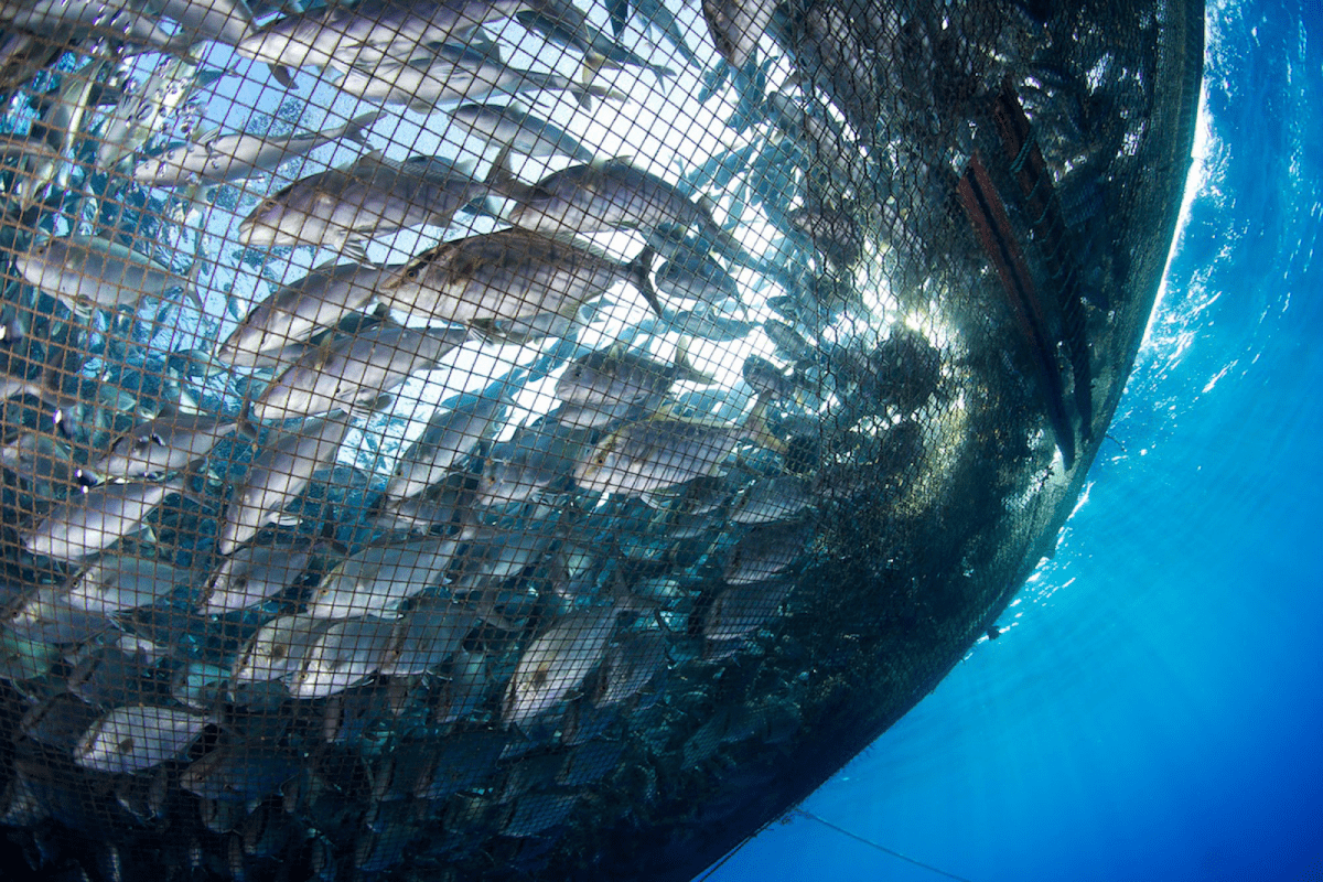 A New World for Seafood Logistics and Food Security